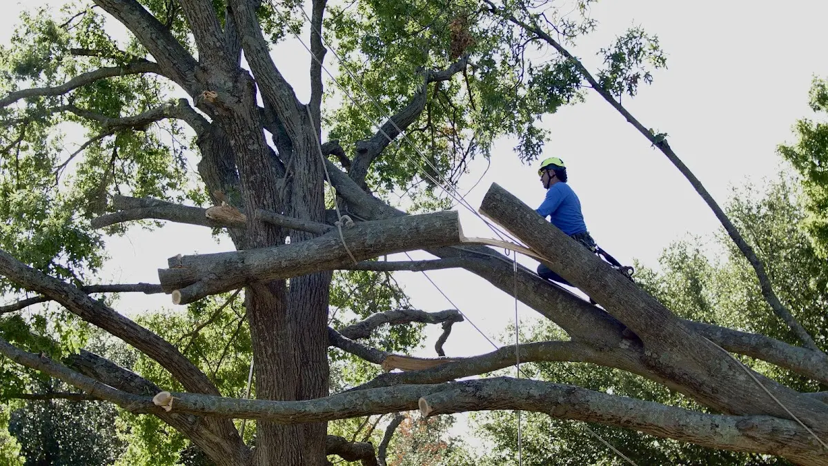 Professional Crown Thinning performed by certified arborists in Brooks