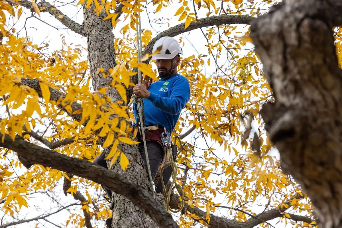 Skilled Emergency Tree Service crew working in Brooks