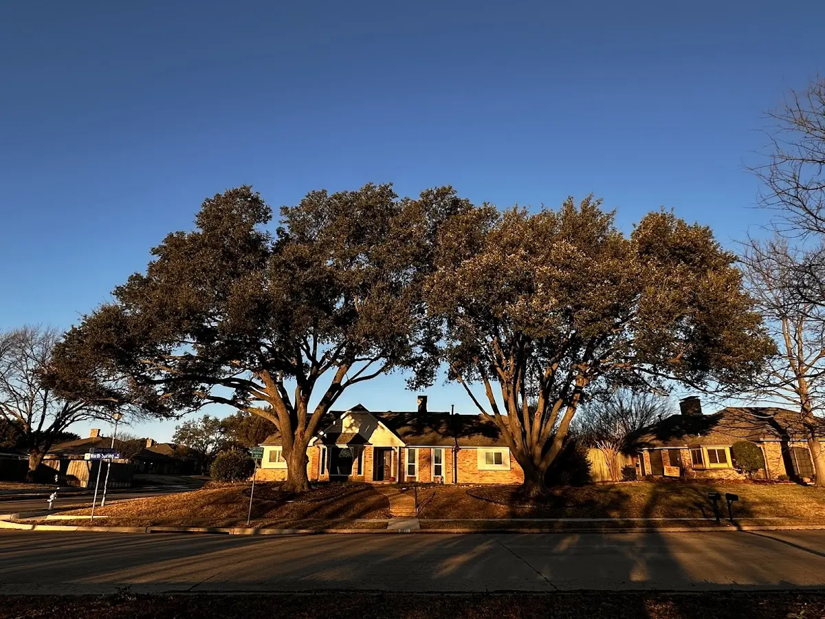 Established residential canopy tree shading a home in Brooks
