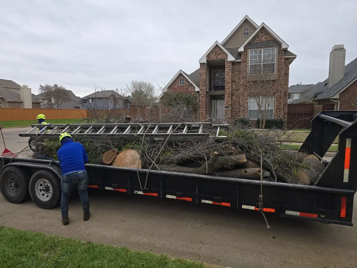 Expert Tree Pest Control with proper safety equipment in Brooks